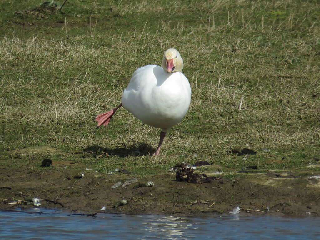 Snow Goose