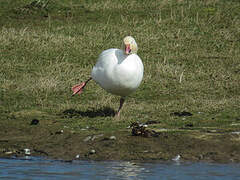 Snow Goose