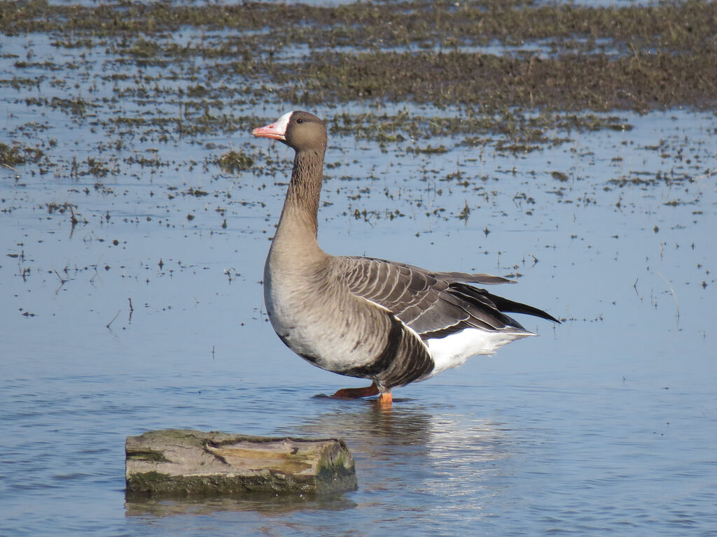 Greater White-fronted Goose