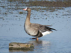 Greater White-fronted Goose