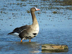 Greater White-fronted Goose