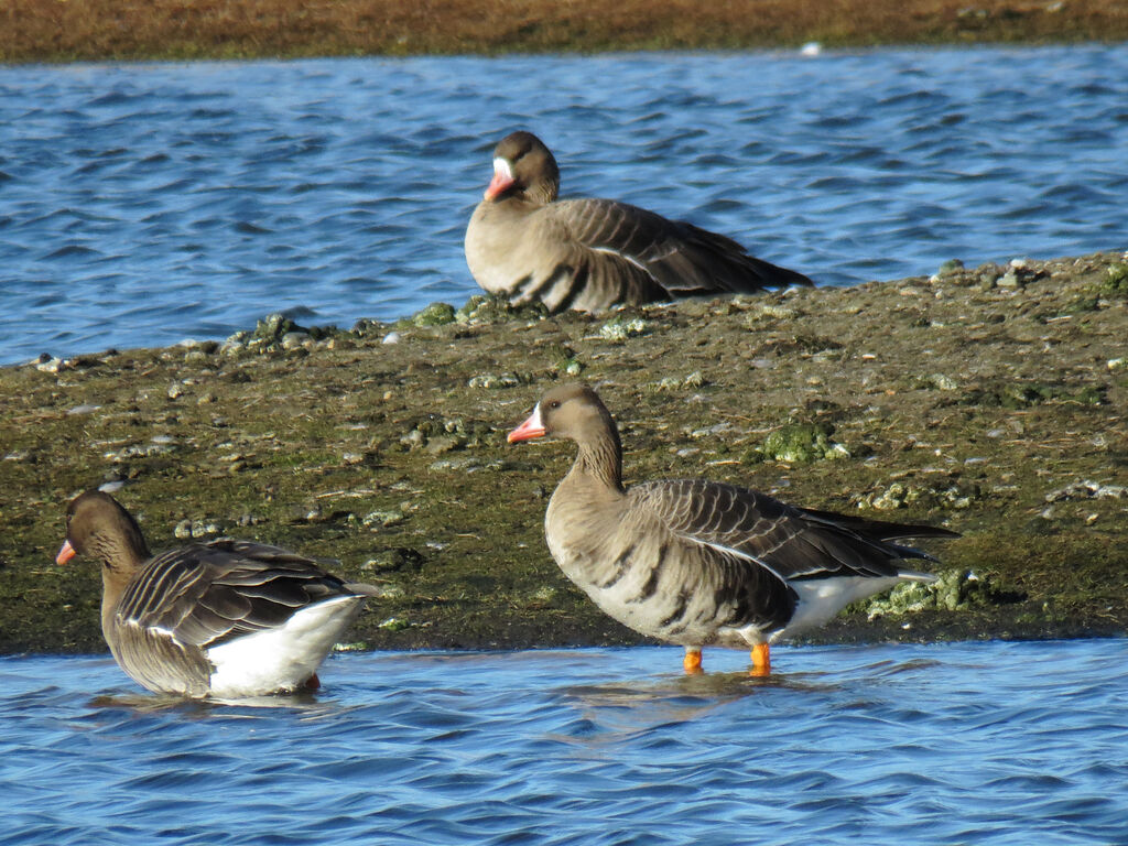 Greater White-fronted Goose