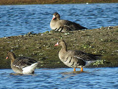 Greater White-fronted Goose