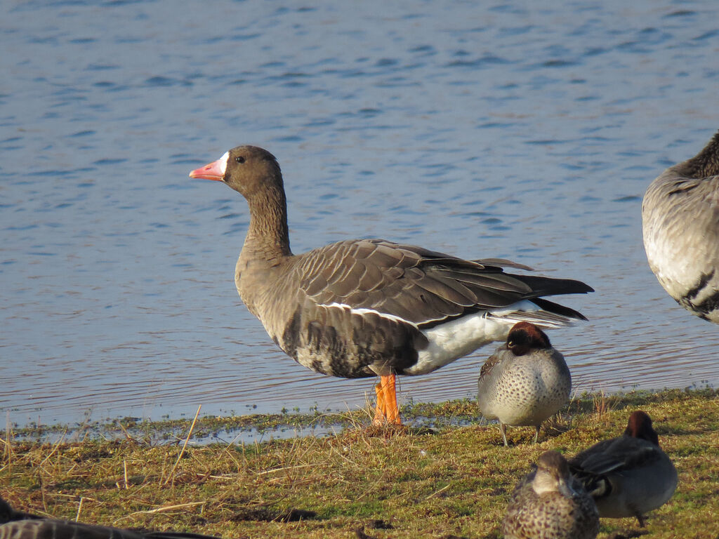 Greater White-fronted Goose