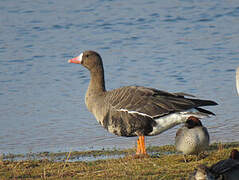 Greater White-fronted Goose