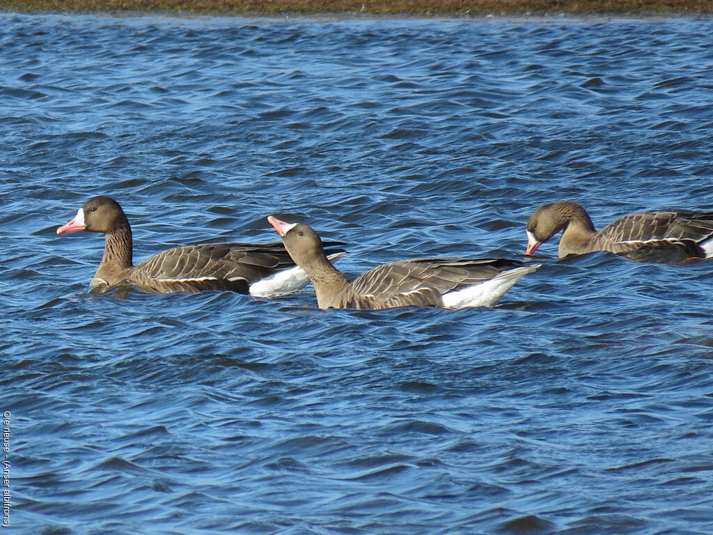 Greater White-fronted Goose