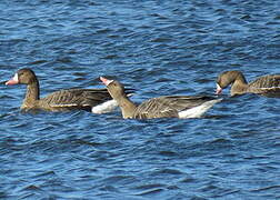 Greater White-fronted Goose