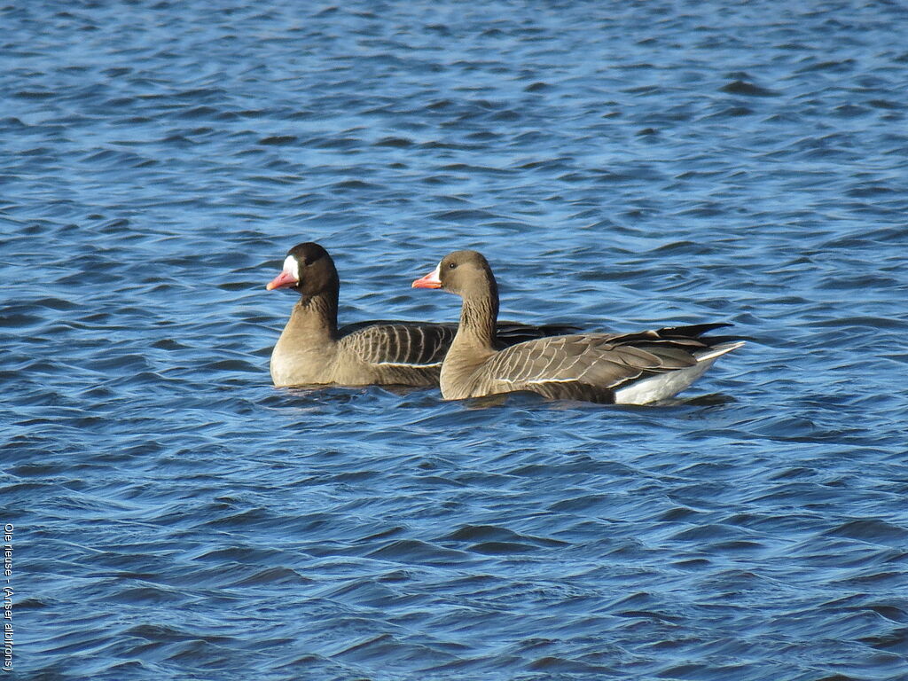 Greater White-fronted Goose
