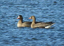 Greater White-fronted Goose