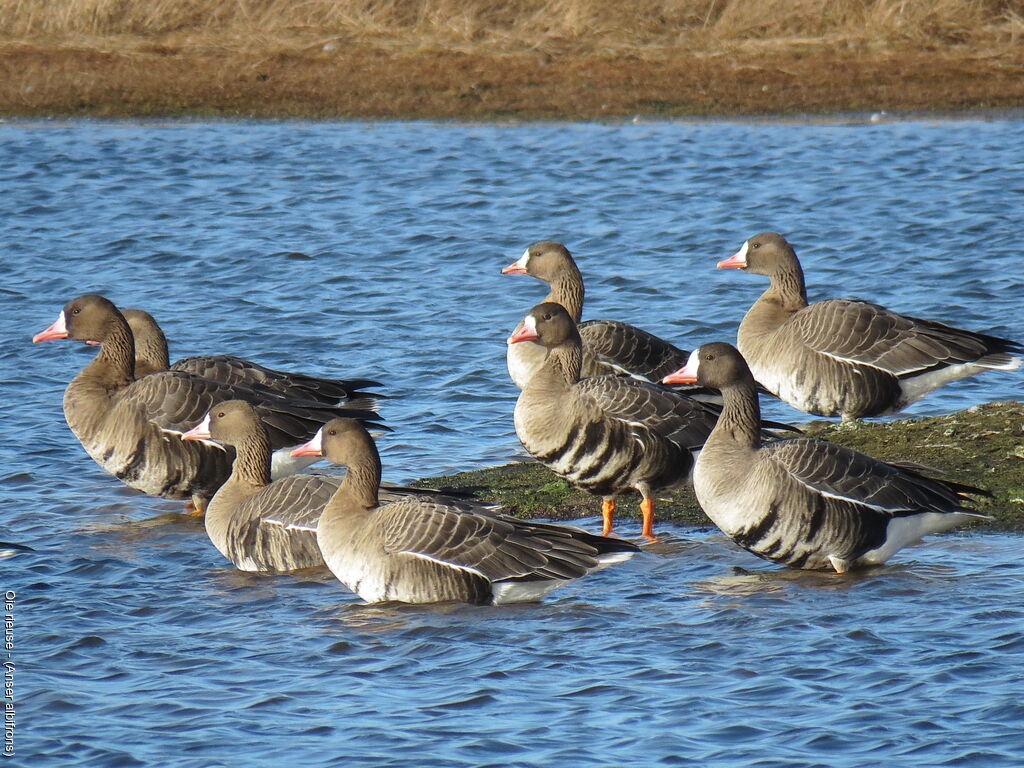 Greater White-fronted Goose