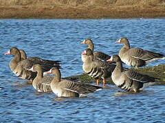 Greater White-fronted Goose