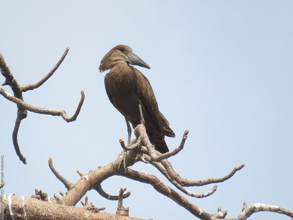 Hamerkop