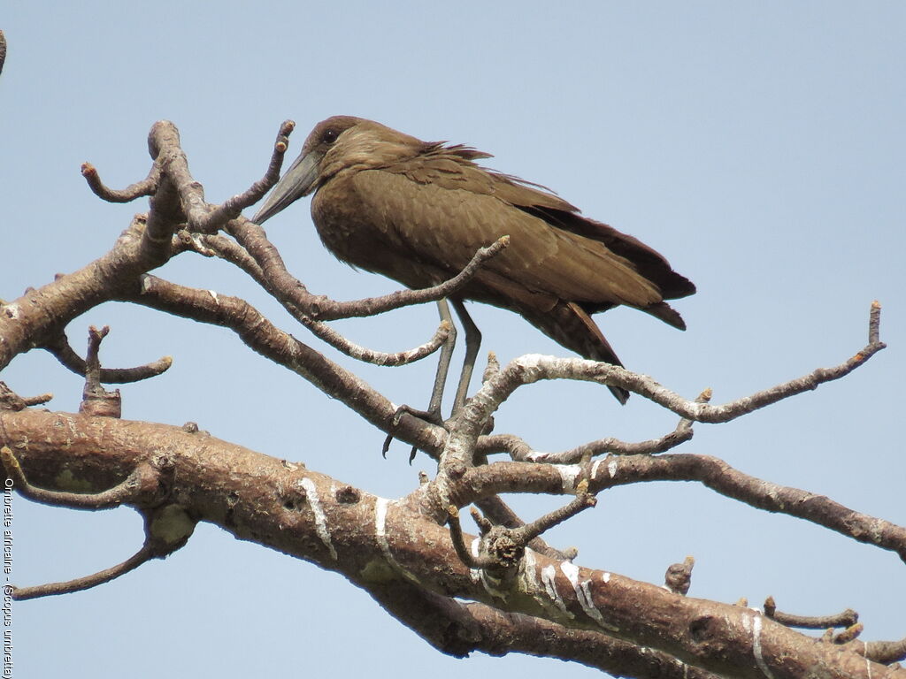 Hamerkop