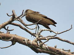 Hamerkop