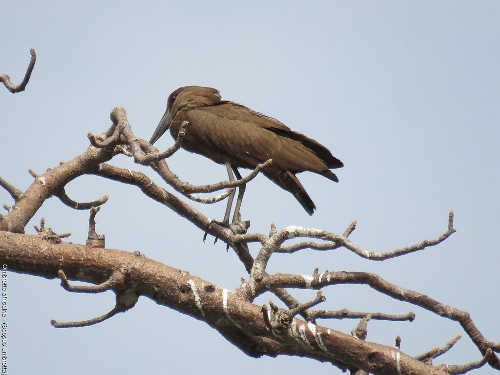 Hamerkop