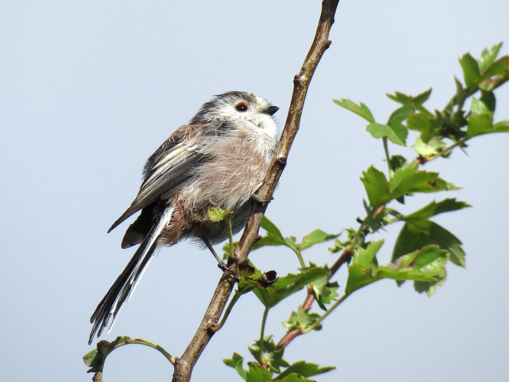 Long-tailed Tit