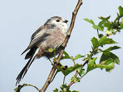 Long-tailed Tit