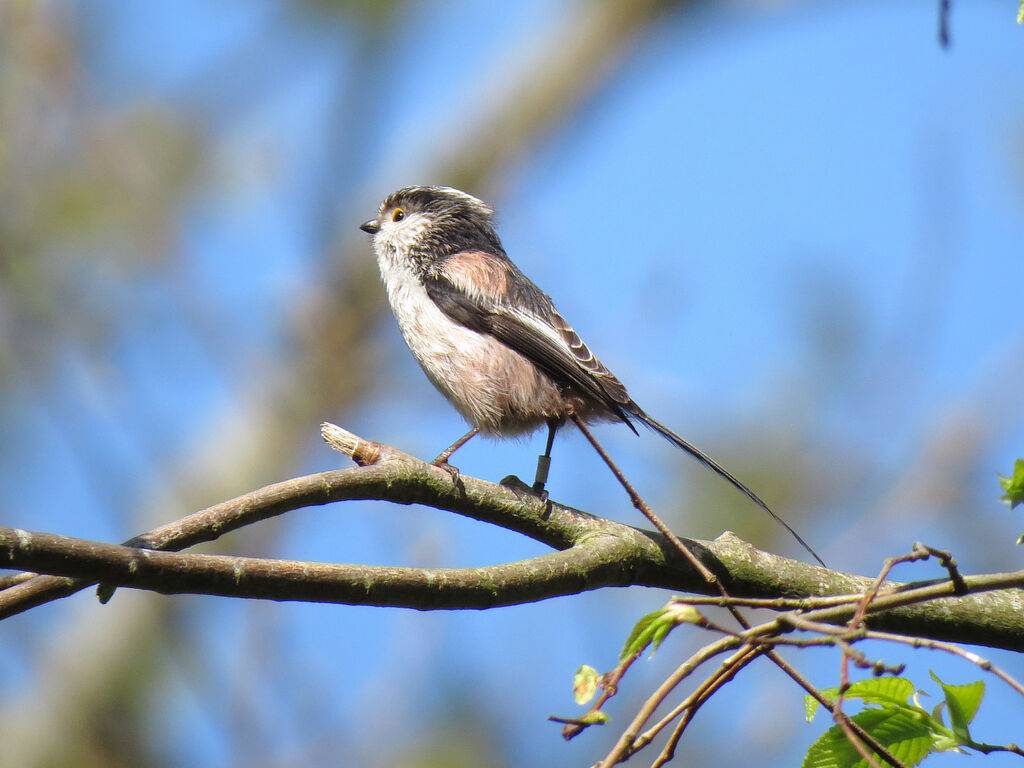 Long-tailed Tit