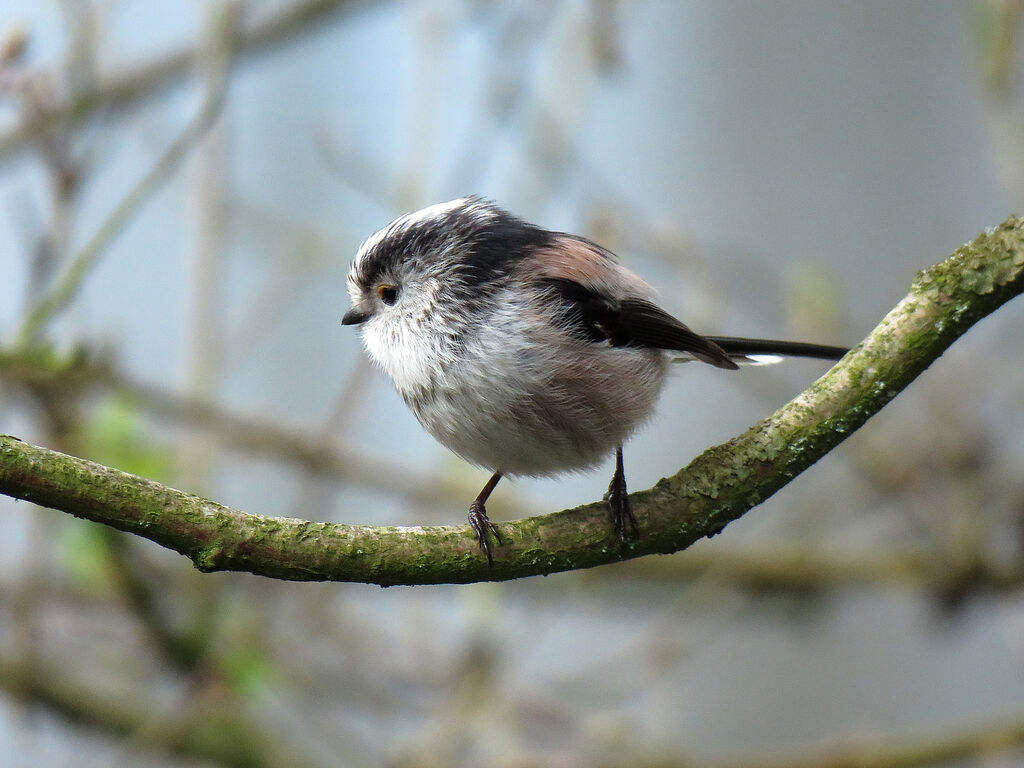 Long-tailed Tit