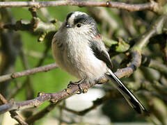 Long-tailed Tit