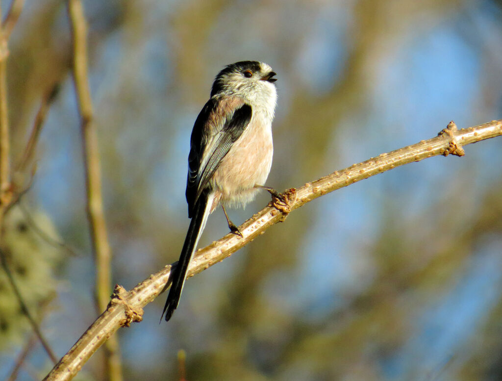 Long-tailed Tit