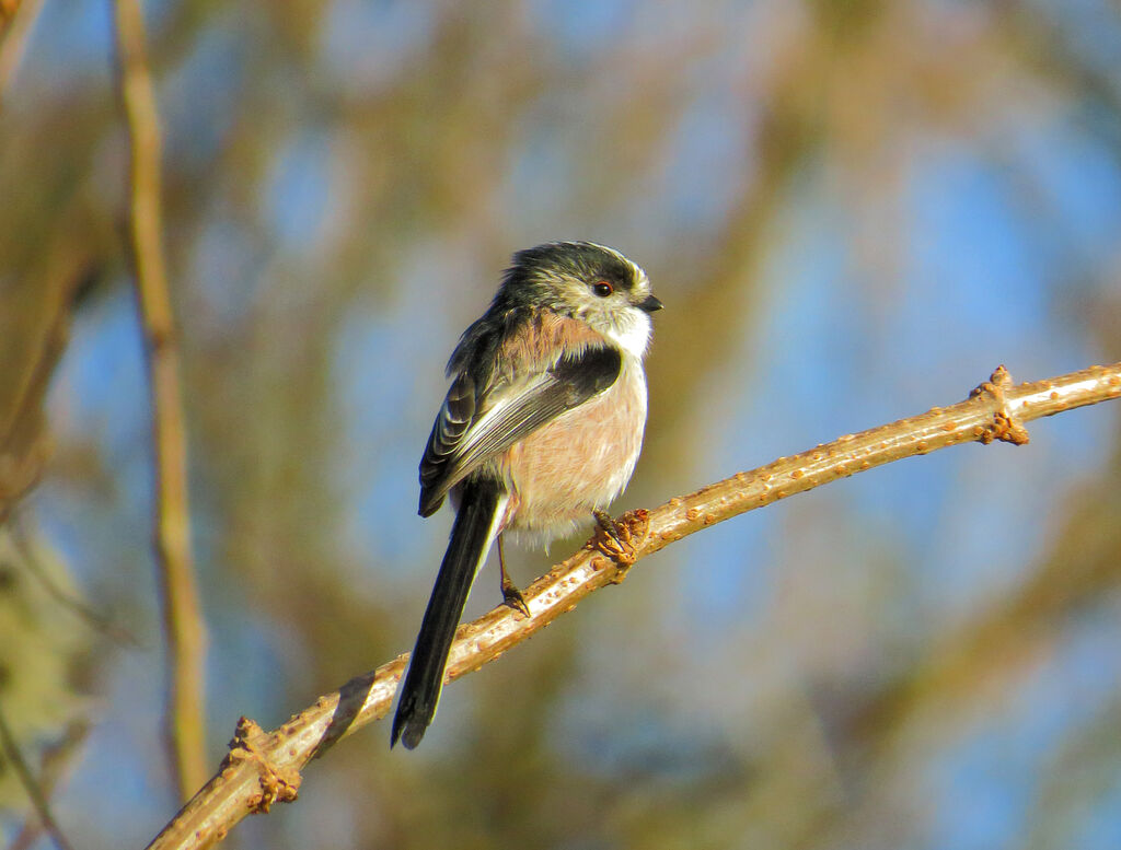 Long-tailed Tit