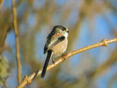 Long-tailed Tit