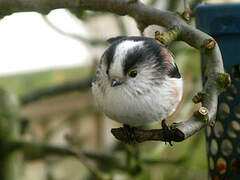 Long-tailed Tit