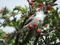 Long-tailed Tit