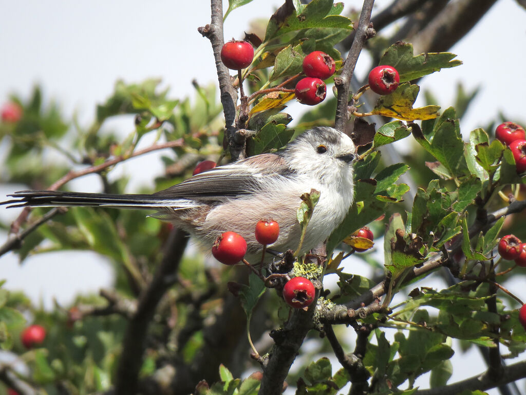 Long-tailed Tit