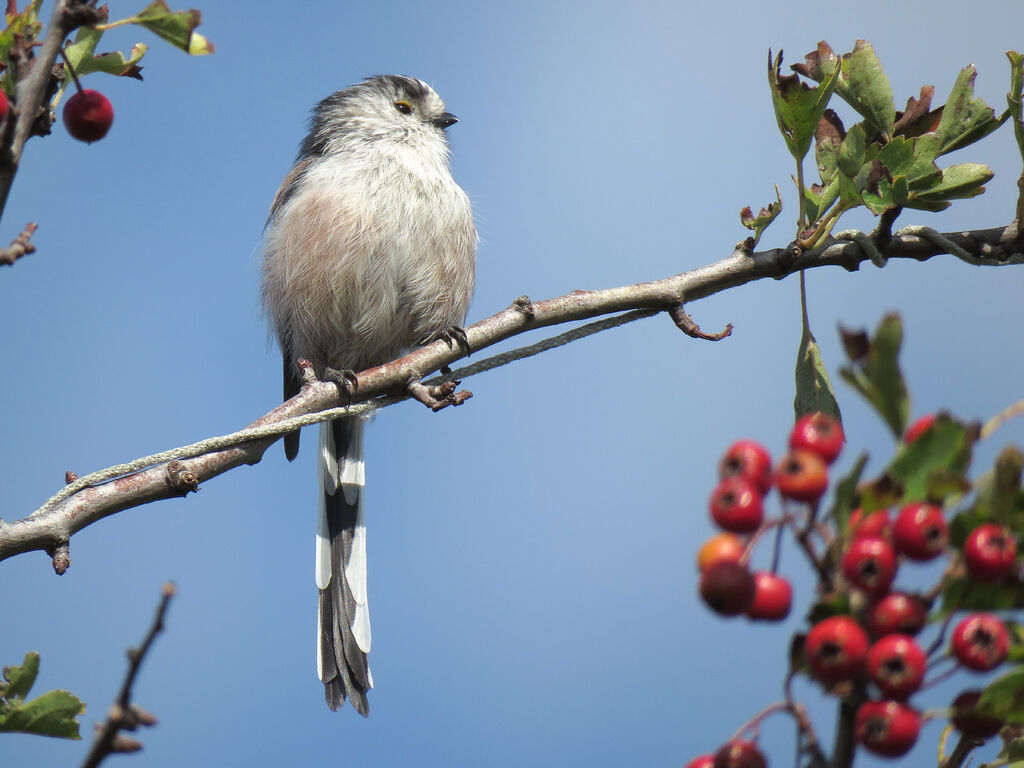 Long-tailed Tit