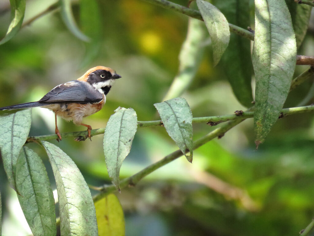 Black-throated Bushtit