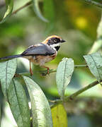 Black-throated Bushtit