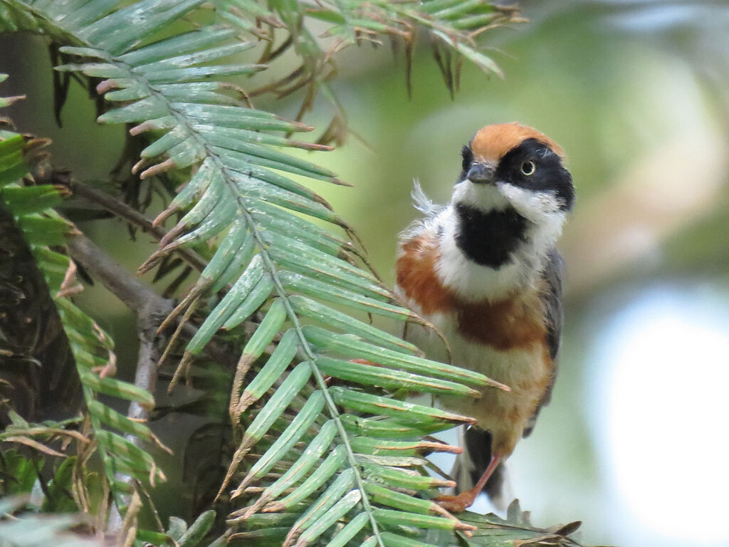 Black-throated Bushtit