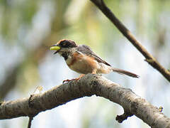 Black-throated Bushtit