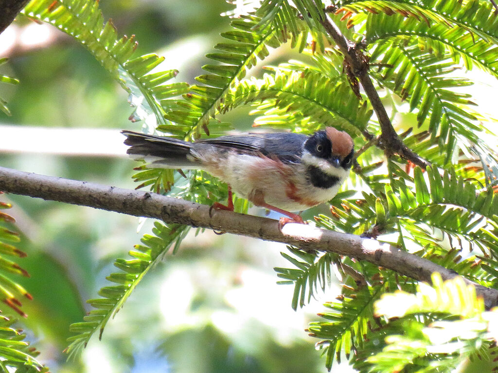 Black-throated Bushtit