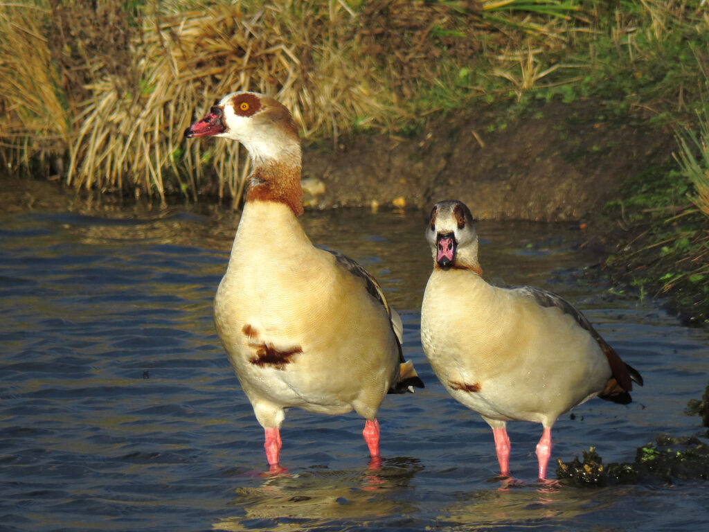 Egyptian Gooseadult