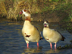 Egyptian Goose