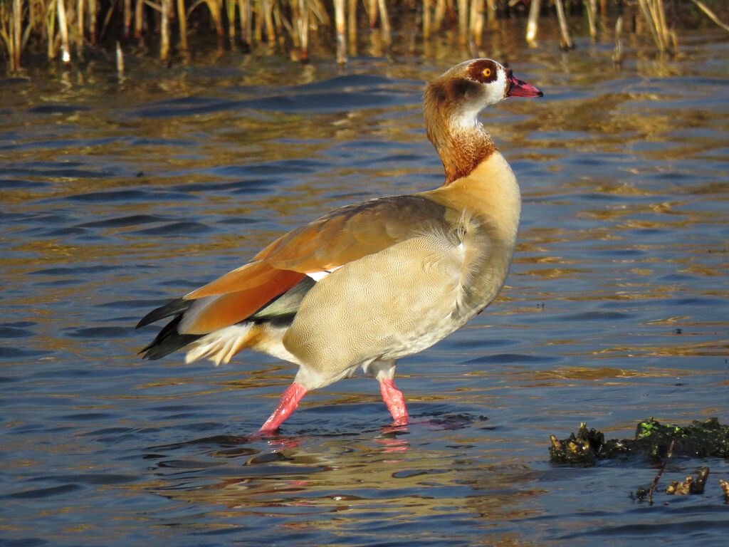 Egyptian Goose