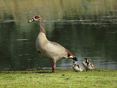 Egyptian Goose