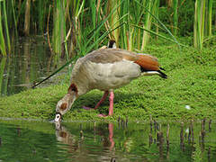 Egyptian Goose