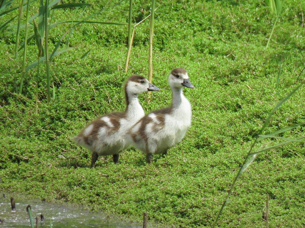 Egyptian Goosejuvenile