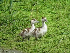 Egyptian Goose