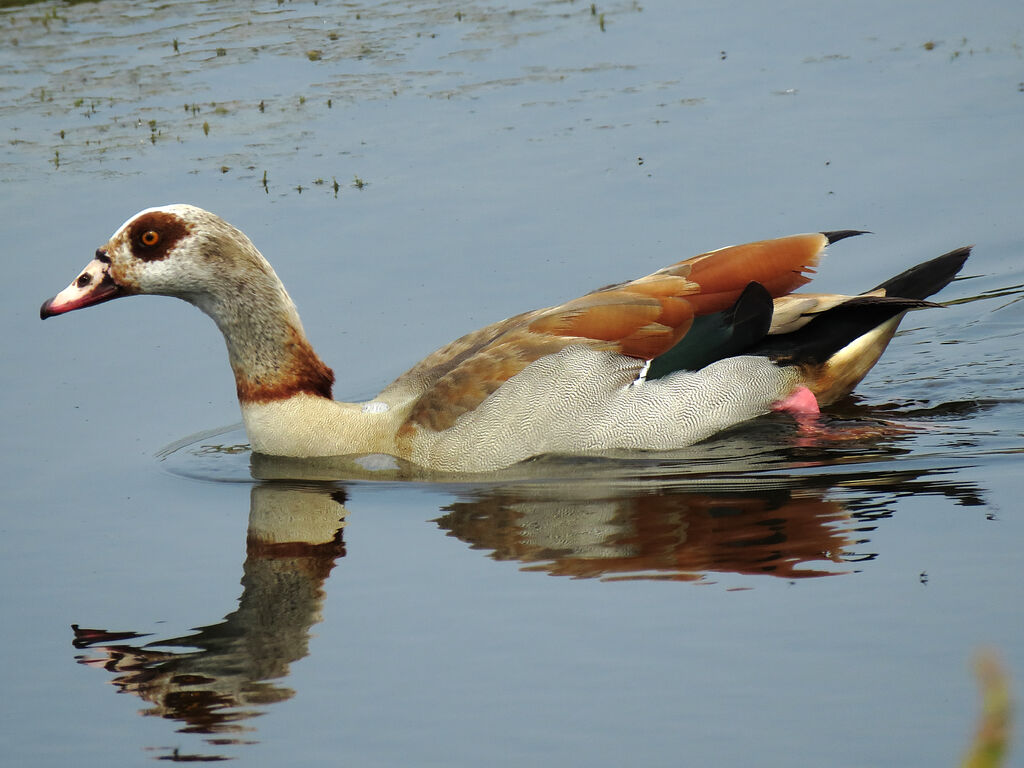 Egyptian Goose