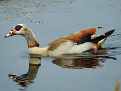 Egyptian Goose