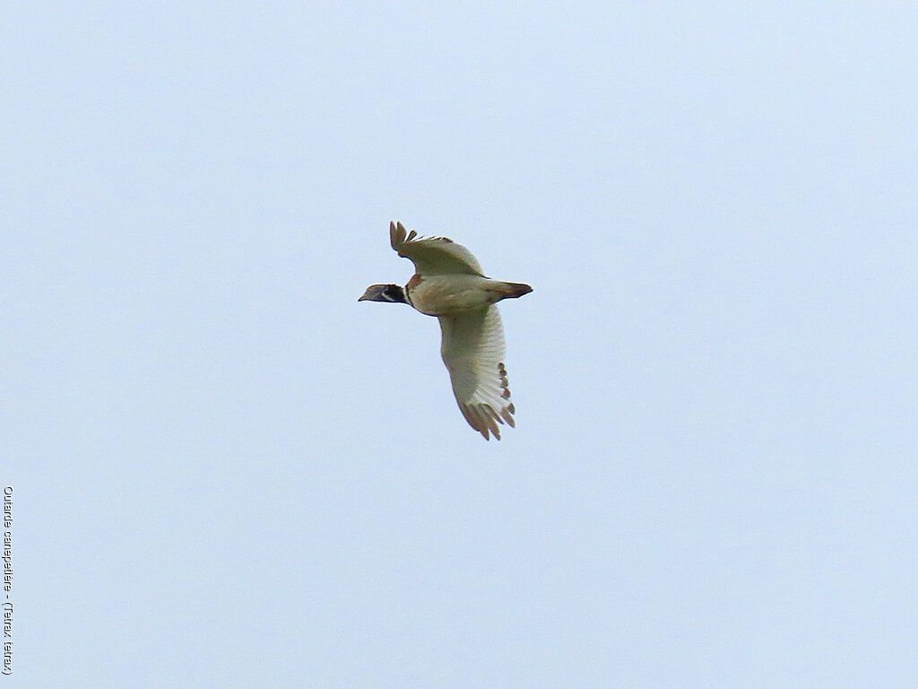Little Bustard