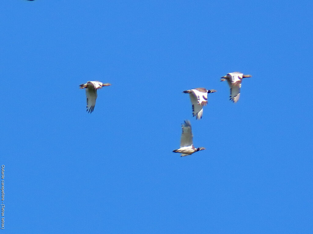 Little Bustard