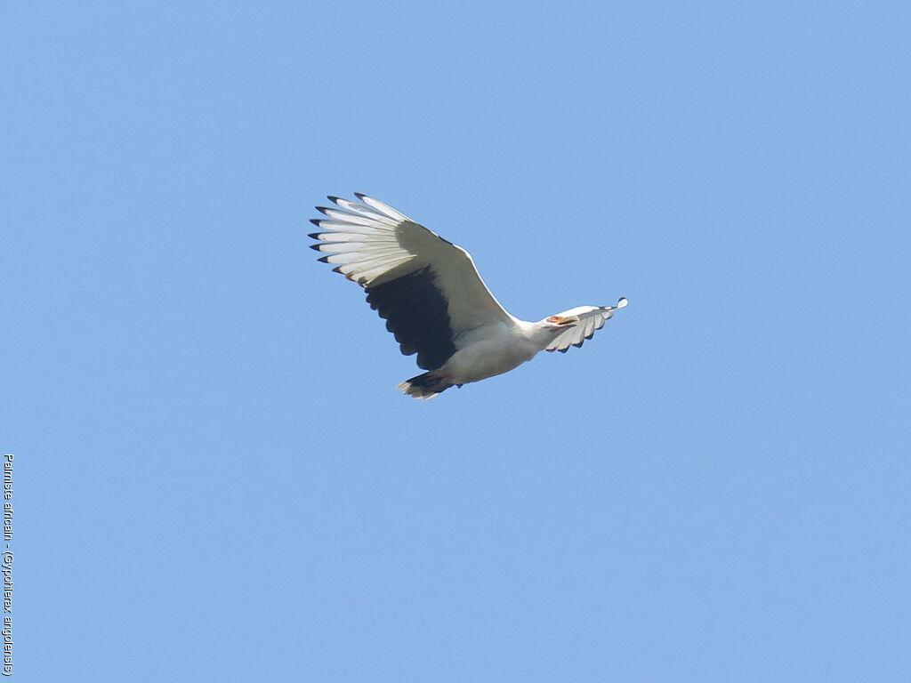 Palm-nut Vulture