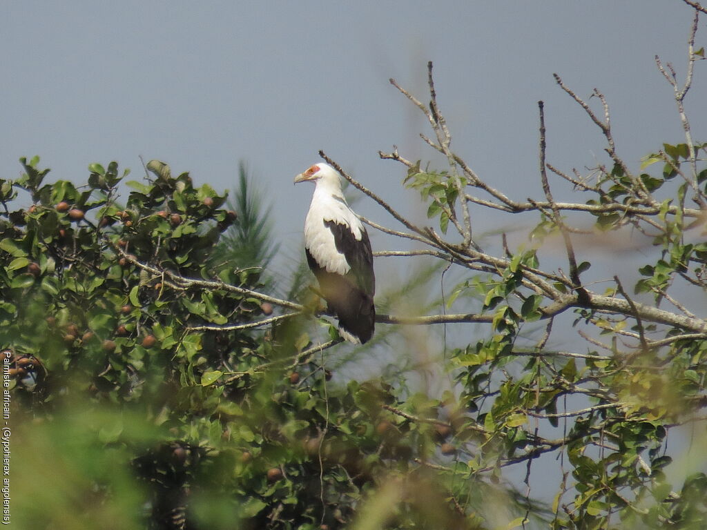 Palm-nut Vulture