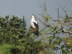 Palm-nut Vulture